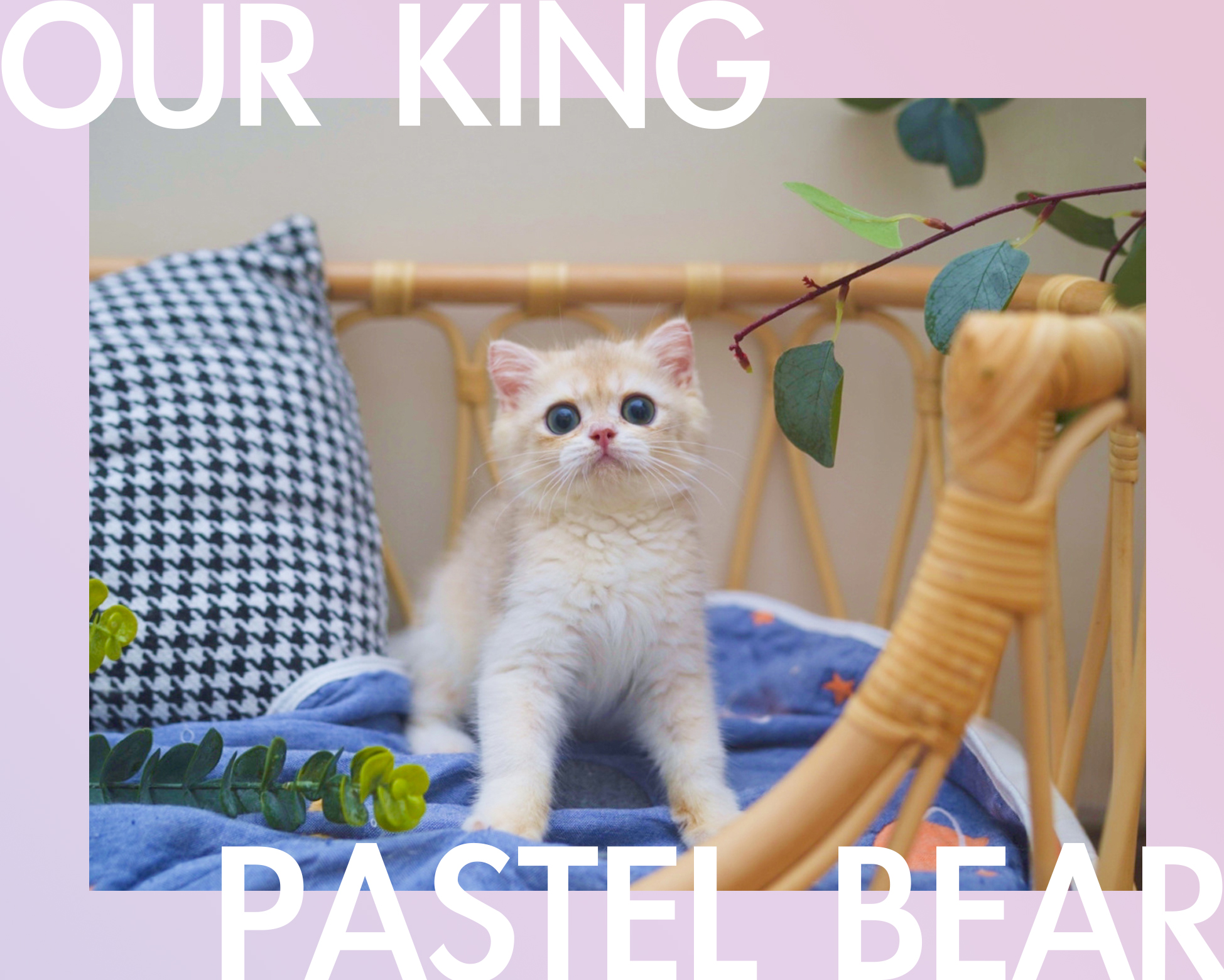 King - Pastel Bear (ay12)